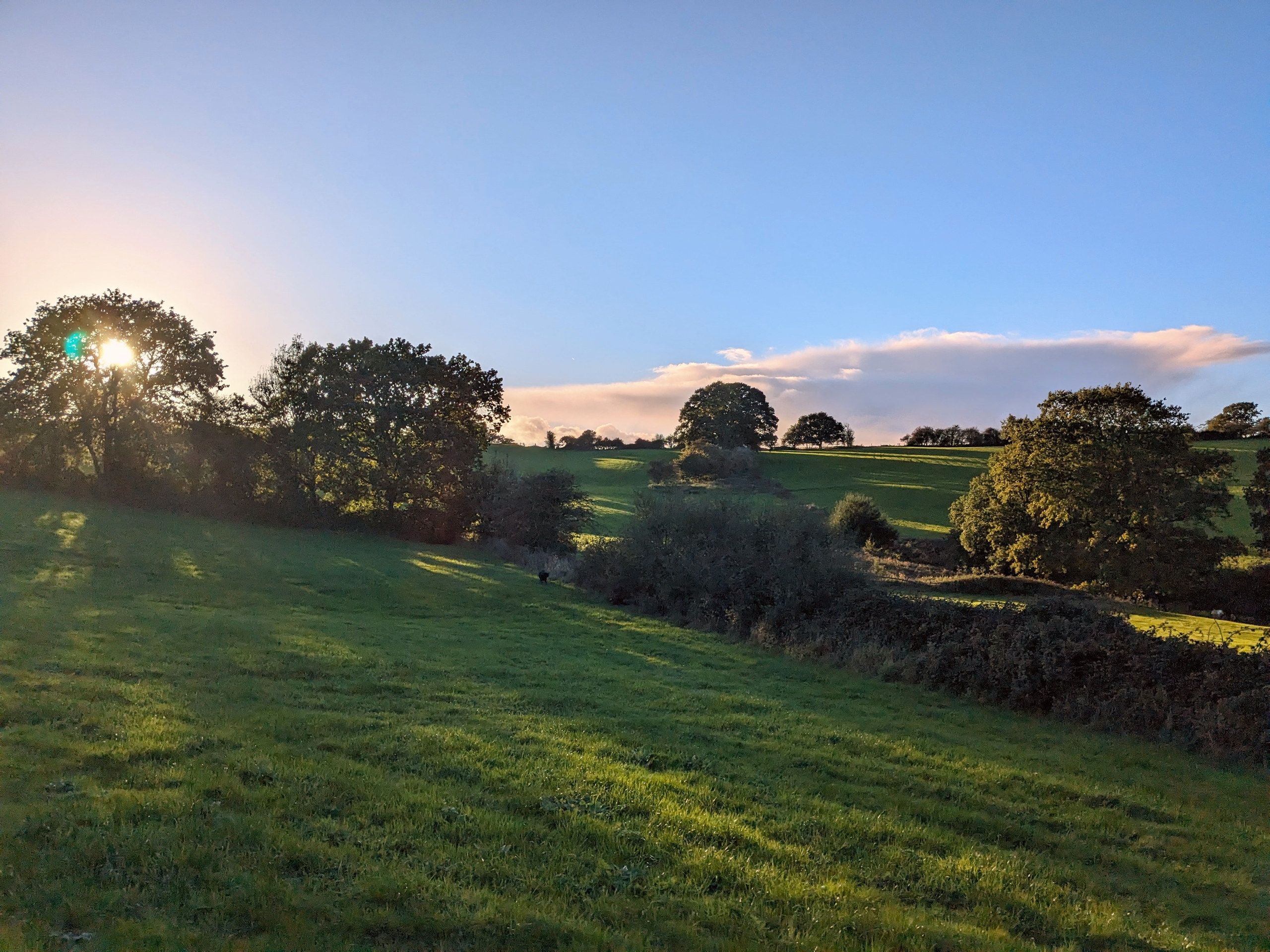 Wildflower meadows across the rewilded landscape