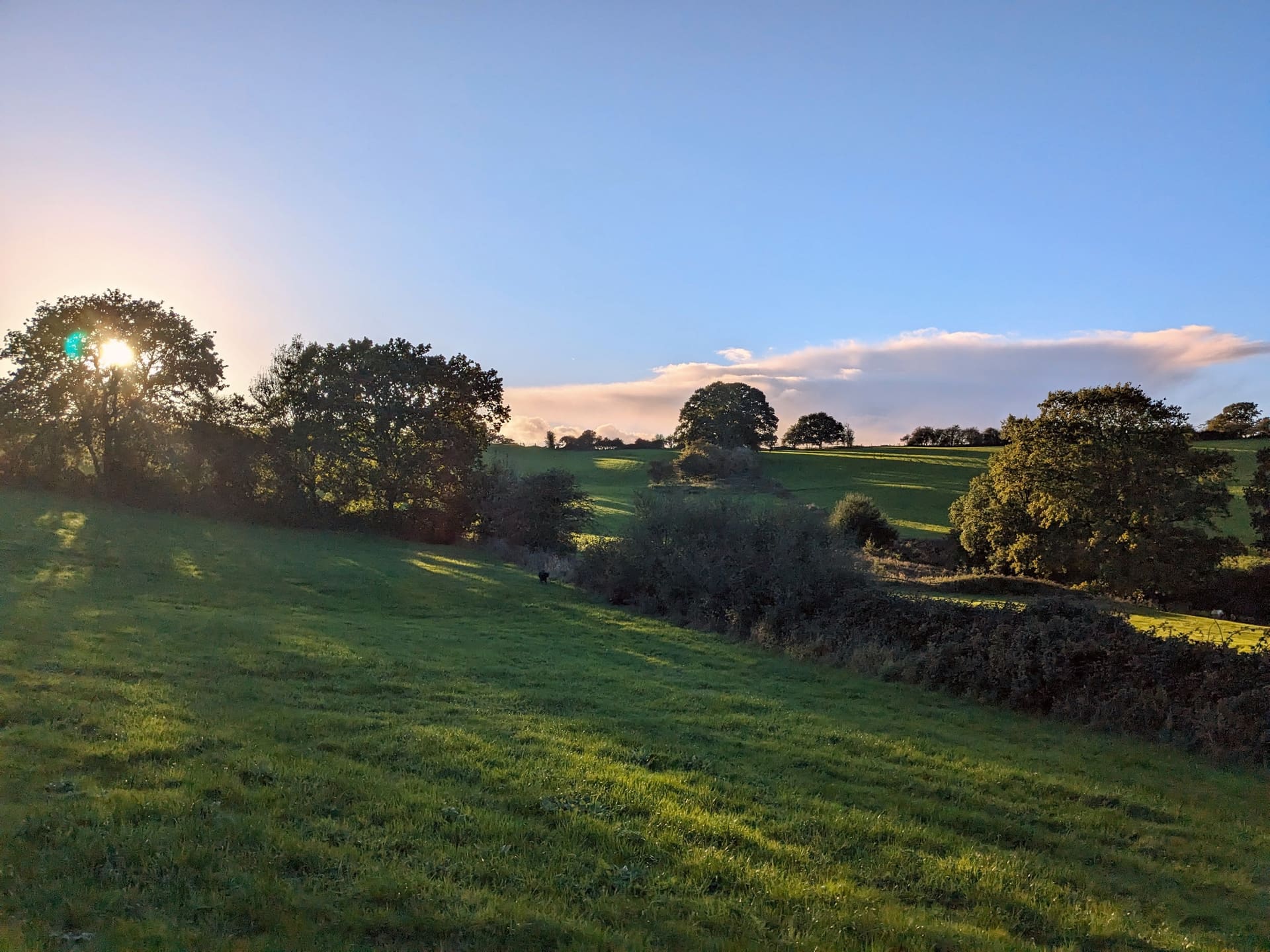 Wildflower meadows across the rewilded landscape
