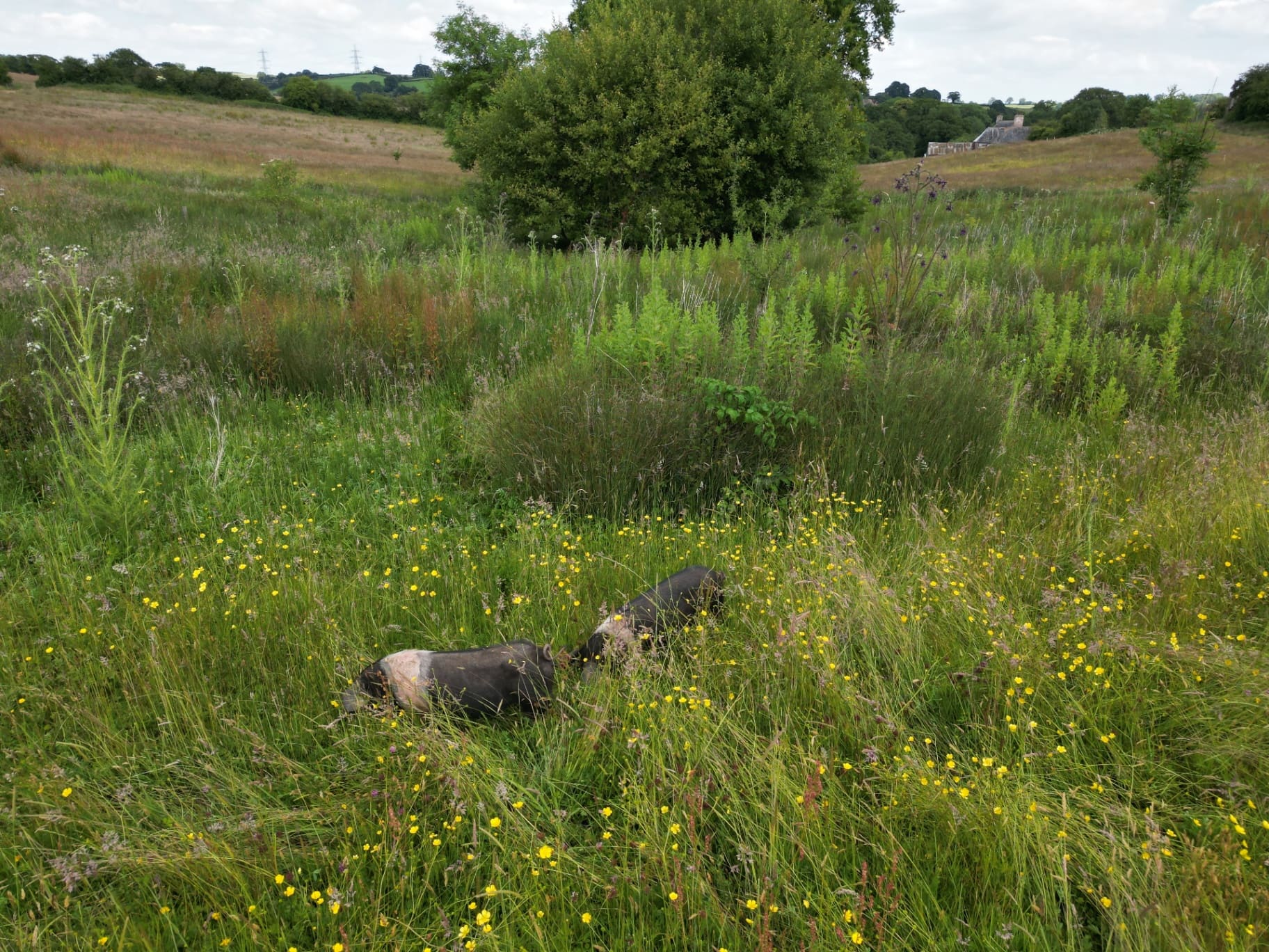 Aerial view of the Grange Project rewilding landscape