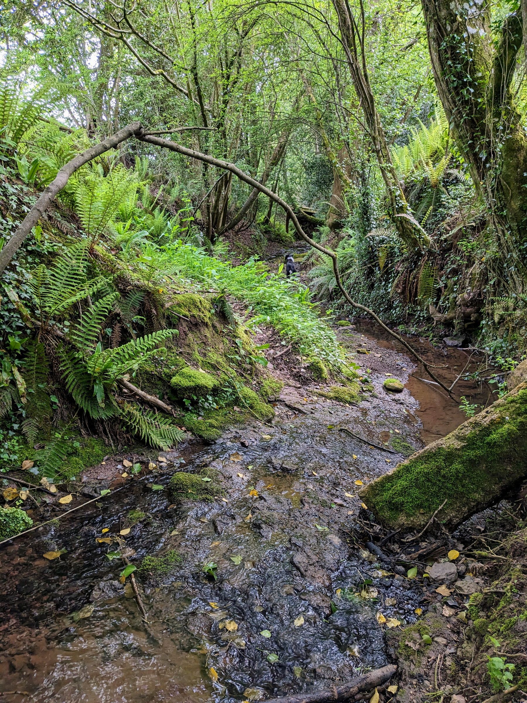 The rewilded landscape at the Grange Project